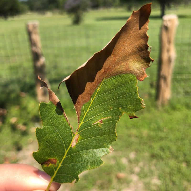 February Through June: The Danger Zone For Oak Wilt