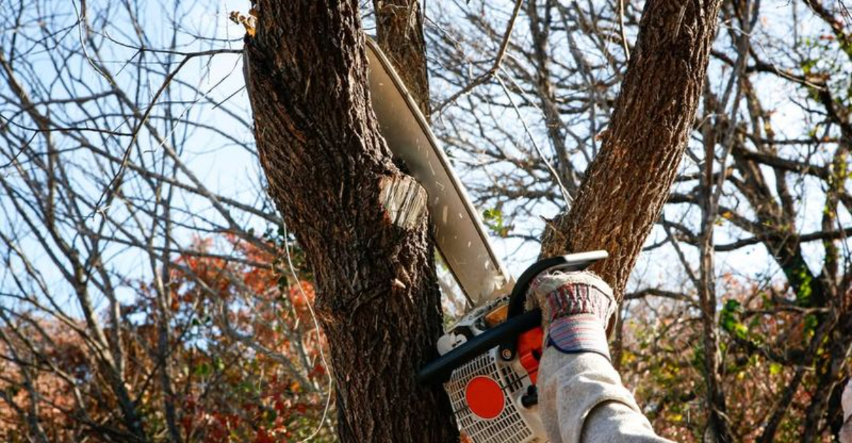 pruning oak tree