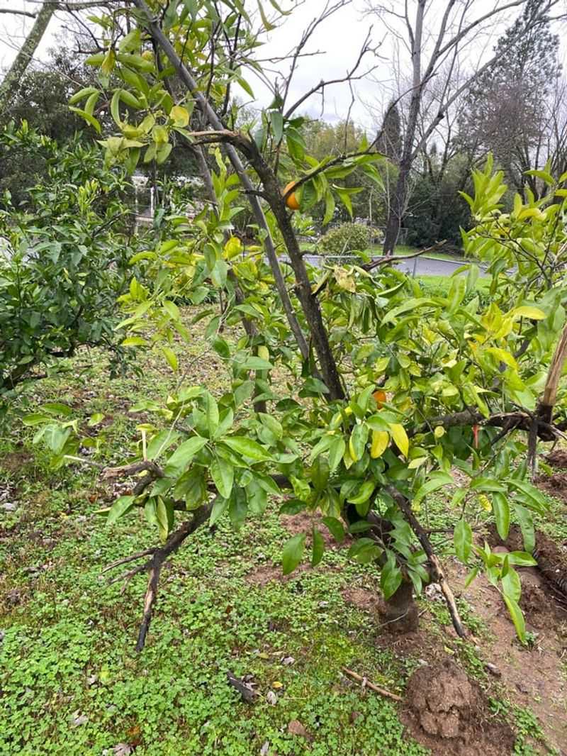 Trim Frost Damage At The Right Moment