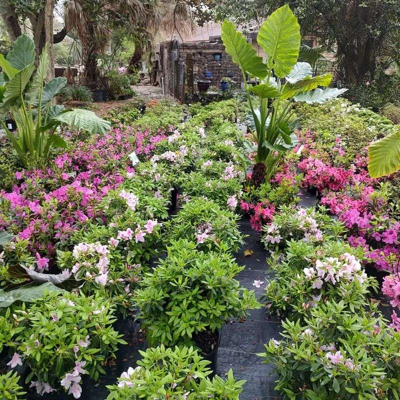 Well-Drained Acidic Soil