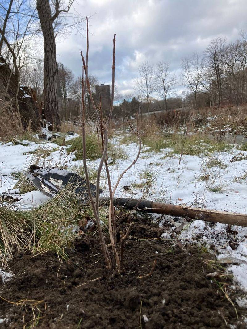 Young and Newly Planted Trees Face Higher Risk