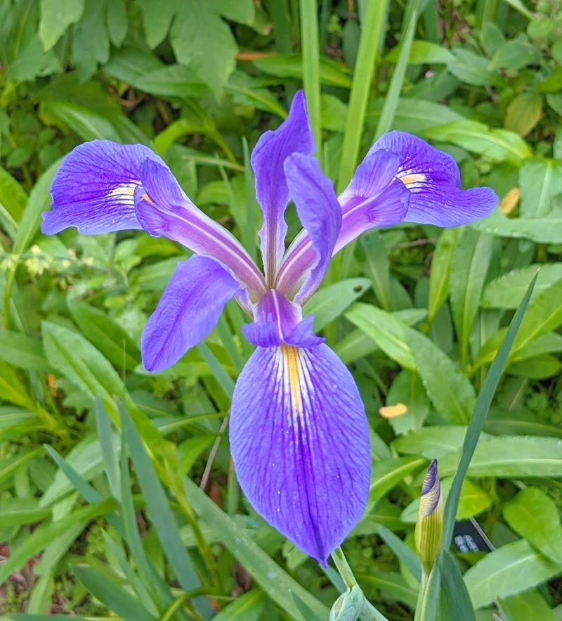 Don't Touch Native Plants And Wildflowers