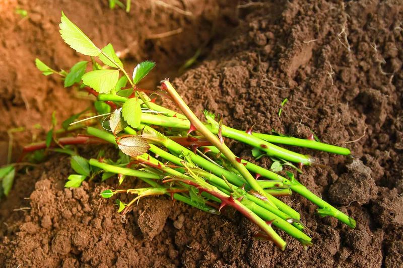 Spring Rooting Gives Cuttings A Full Growing Season Ahead
