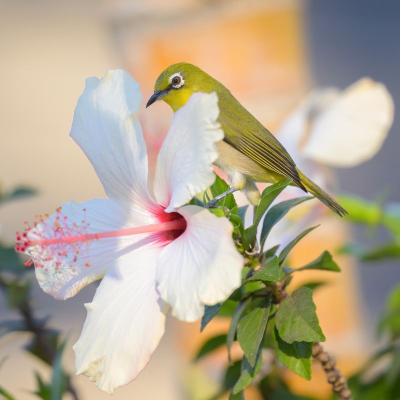 Non-Native Hibiscus Hybrids