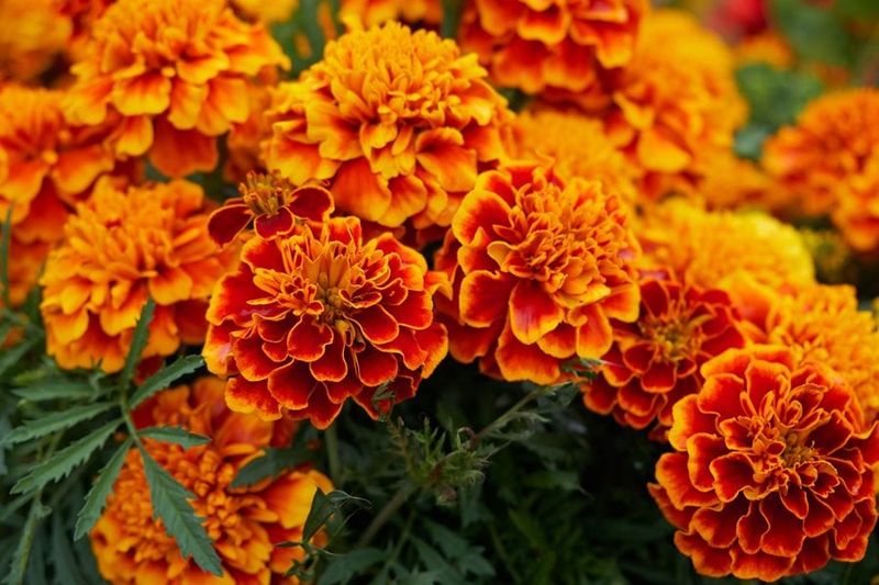 Marigolds (African and French Hybrids)
