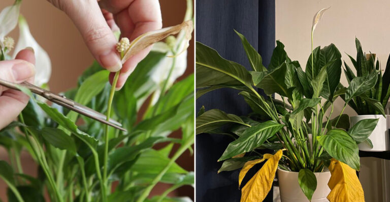 pruning peace lily