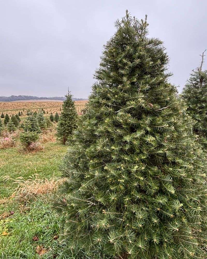 White Fir (Concolor Fir)