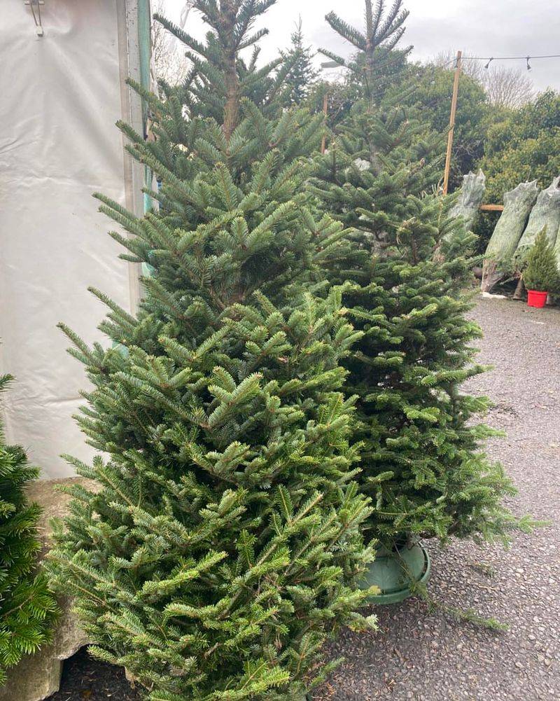 Fraser Fir (Abies Fraseri)