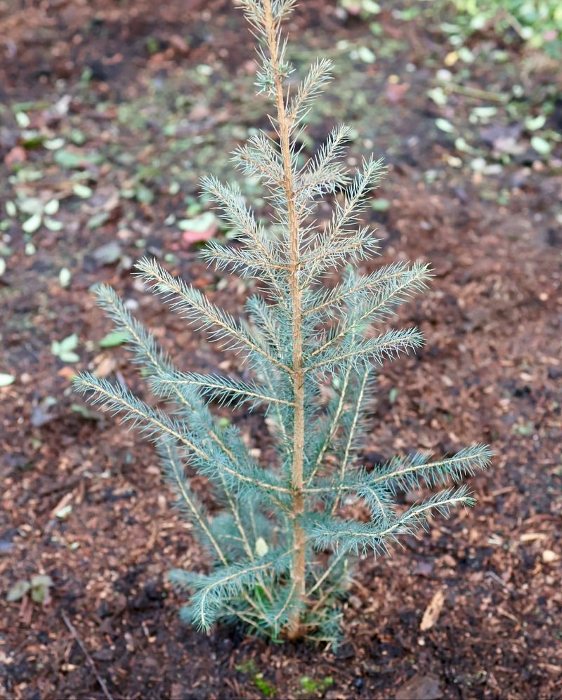 Sitka Spruce