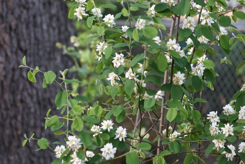 Serviceberry For Multi-Season Interest