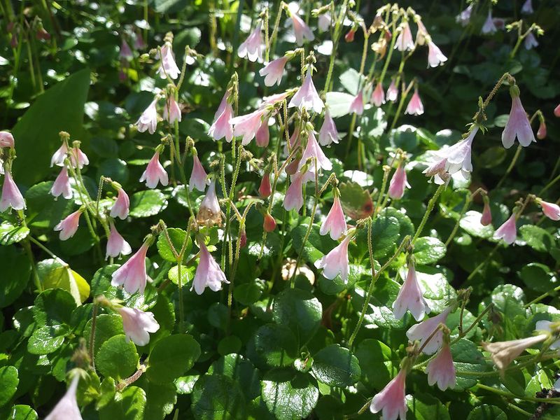 Twinflower (Linnaea borealis)