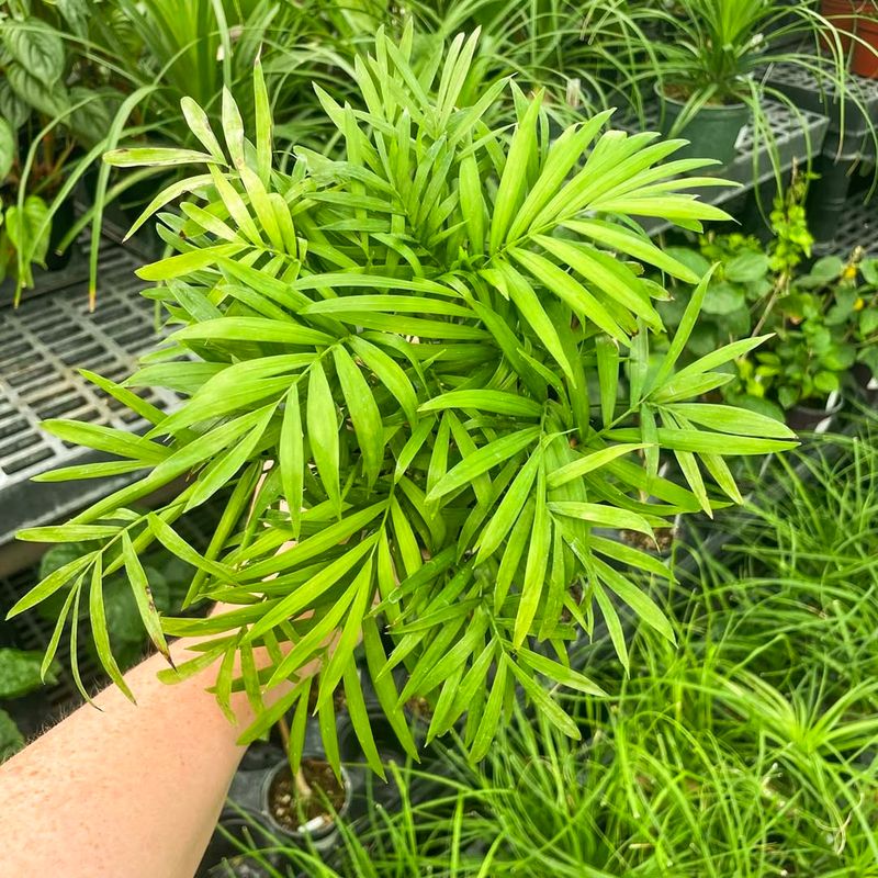 Parlor Palm