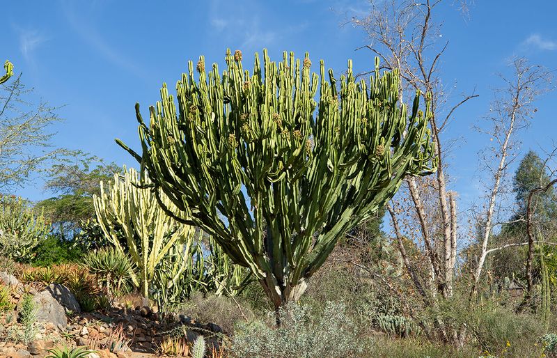 Euphorbia Ingens (Candelabra Tree)
