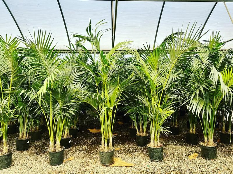 Kentia Palm