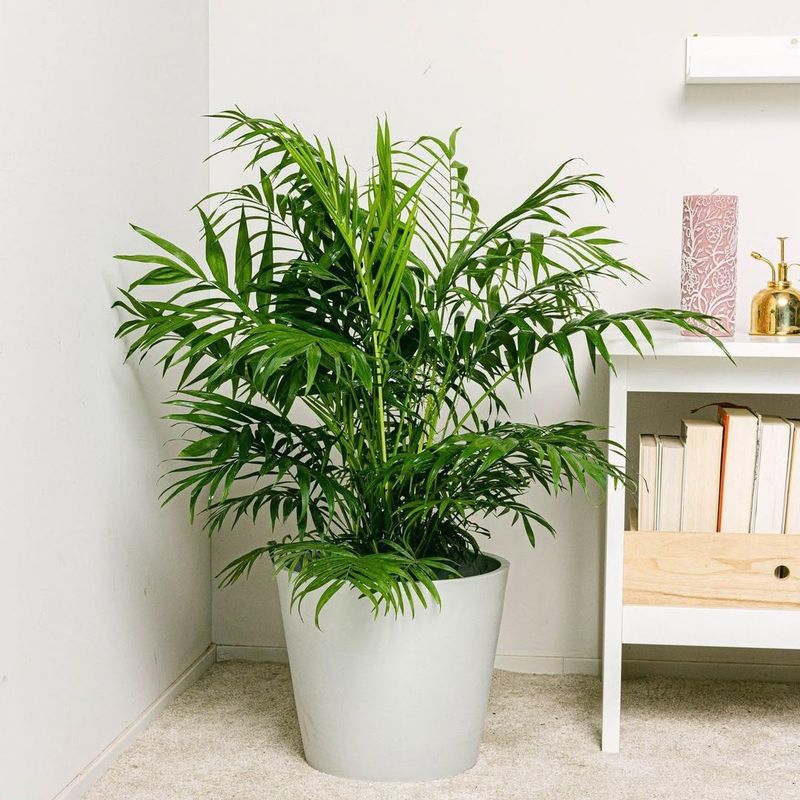 Parlor Palm