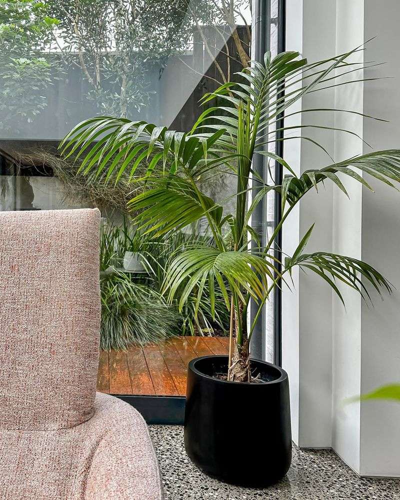 Kentia Palm