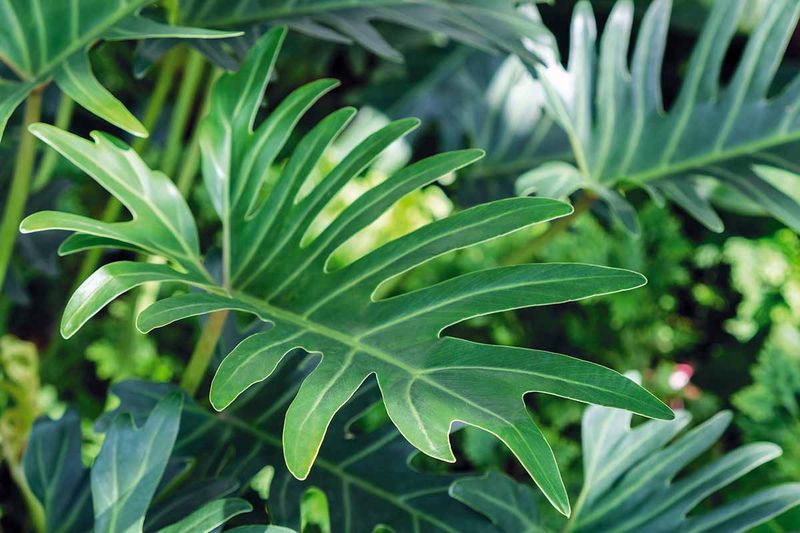 Philodendron Xanadu