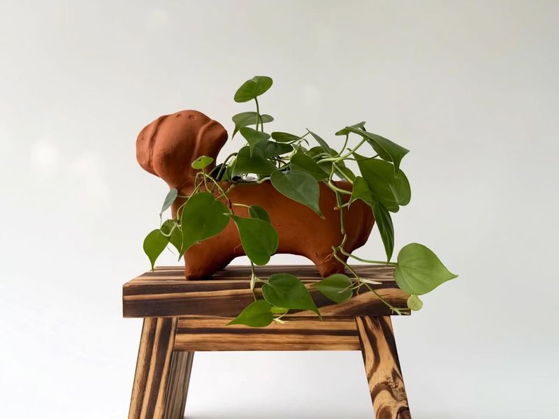 Philodendron (Heartleaf)