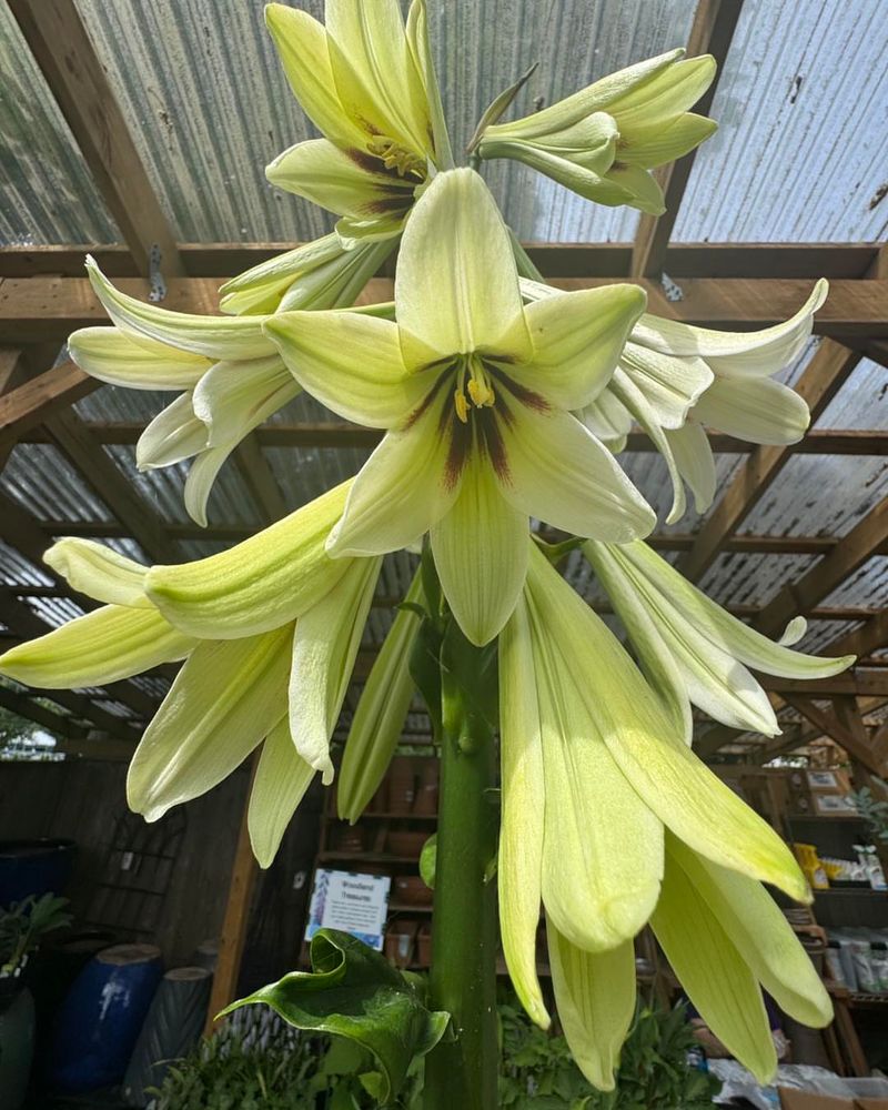 Cardiocrinum Giganteum (Giant Himalayan Lily)