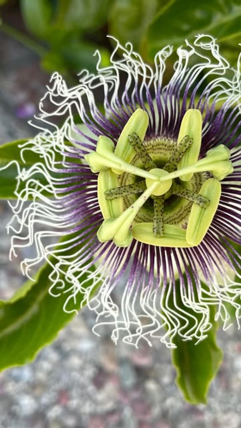 Passion Fruit (Passiflora Edulis)