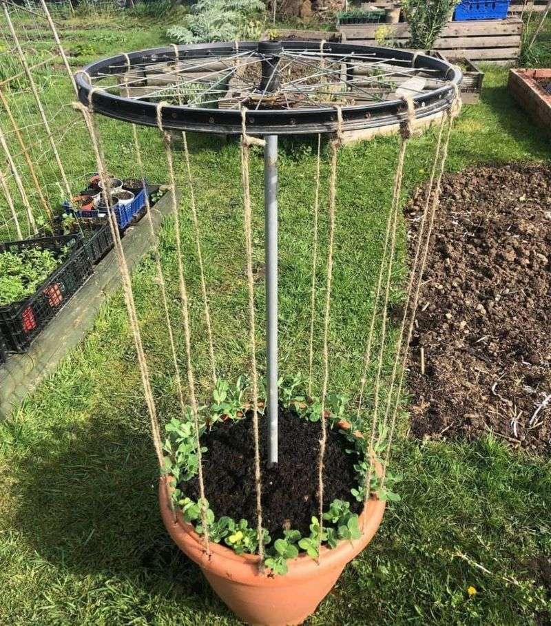 Bicycle Wheels As Trellis Supports
