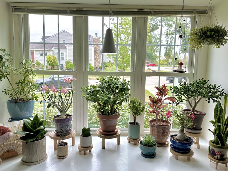 Windowsills Become Functional Plant Zones