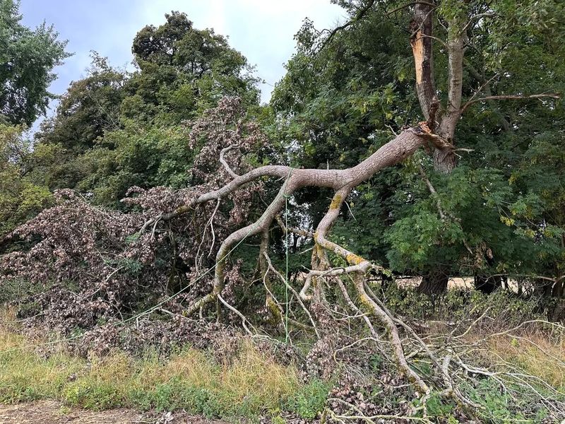 Trees Damaged By Storms Or High Winds
