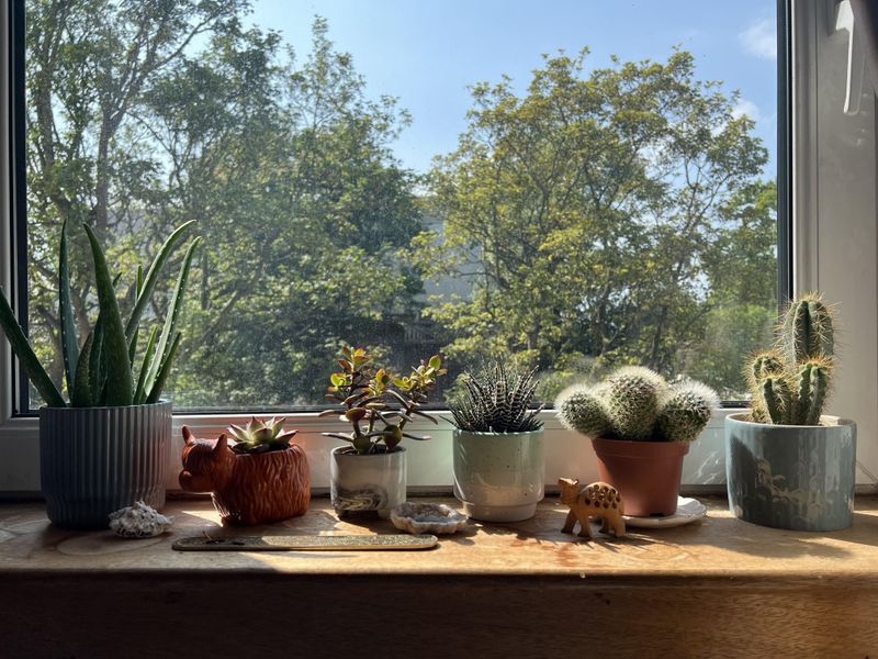 Windowsill Plants That Replace Holiday Displays Naturally
