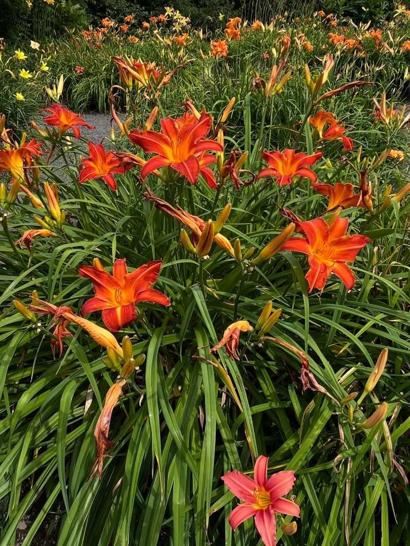 Perennials Keep Coming Back Year After Year
