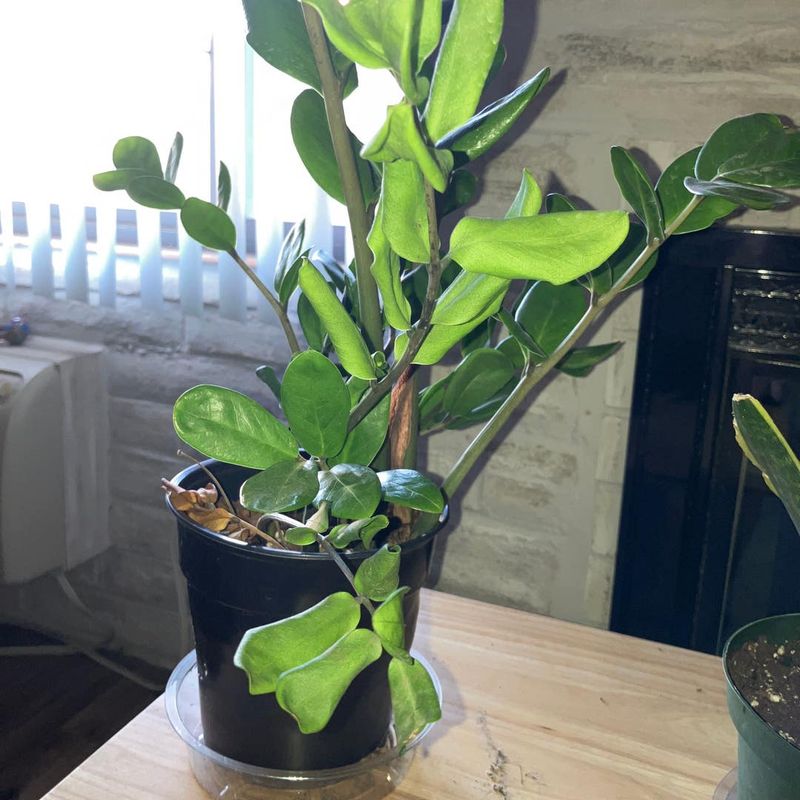 Thin Or Weak New Stems