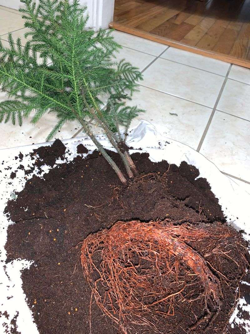 Root Rot Diseases From Poor Drainage