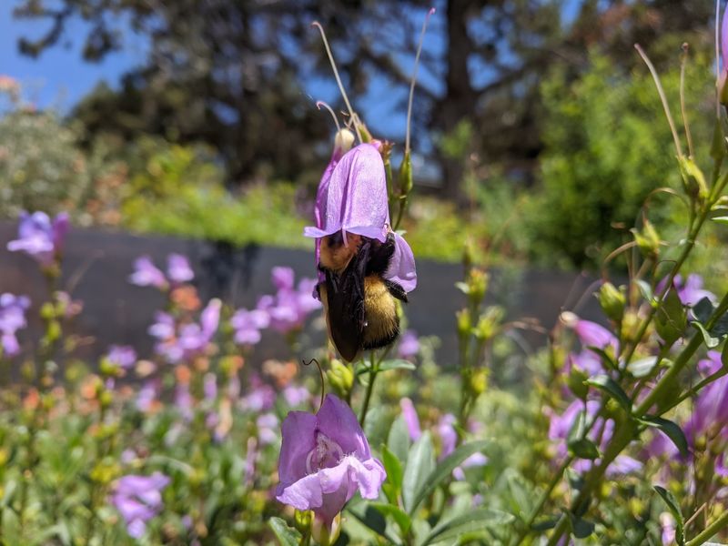 Pollinator-Friendly Habitats