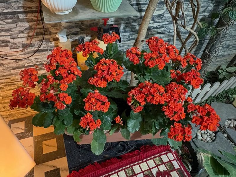 Use Banana Skins To Support Flowering And Root Strength