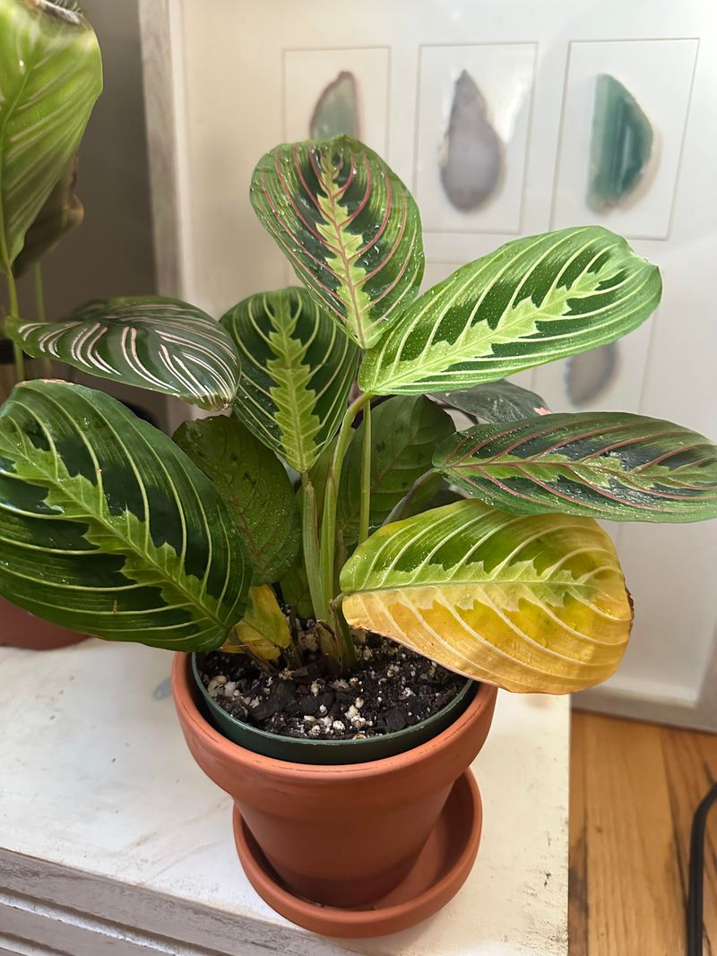 Cold Drafts Near Windows And Exterior Doors