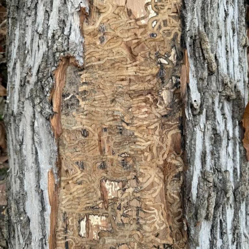 Ash Trees Ruined By Emerald Ash Borer