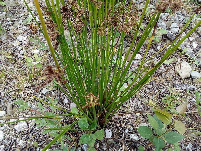 Soft Rush Creates Structure In Flood-Prone Areas