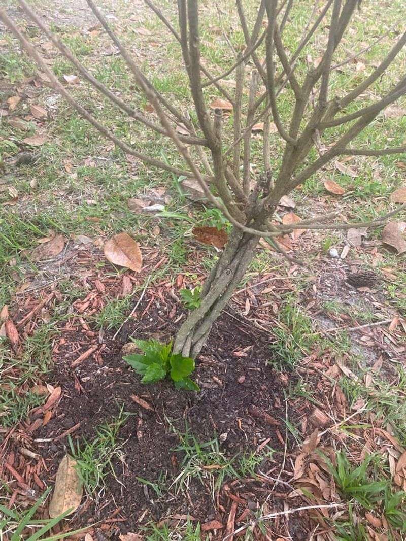 Protecting Hibiscus When Florida Nights Turn Chilly