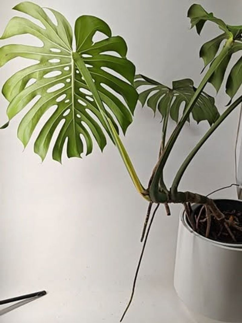 Fertilizing During Growing Season Only