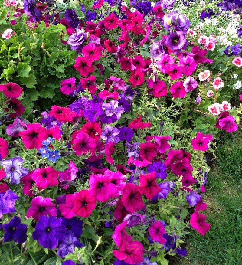 Petunias
