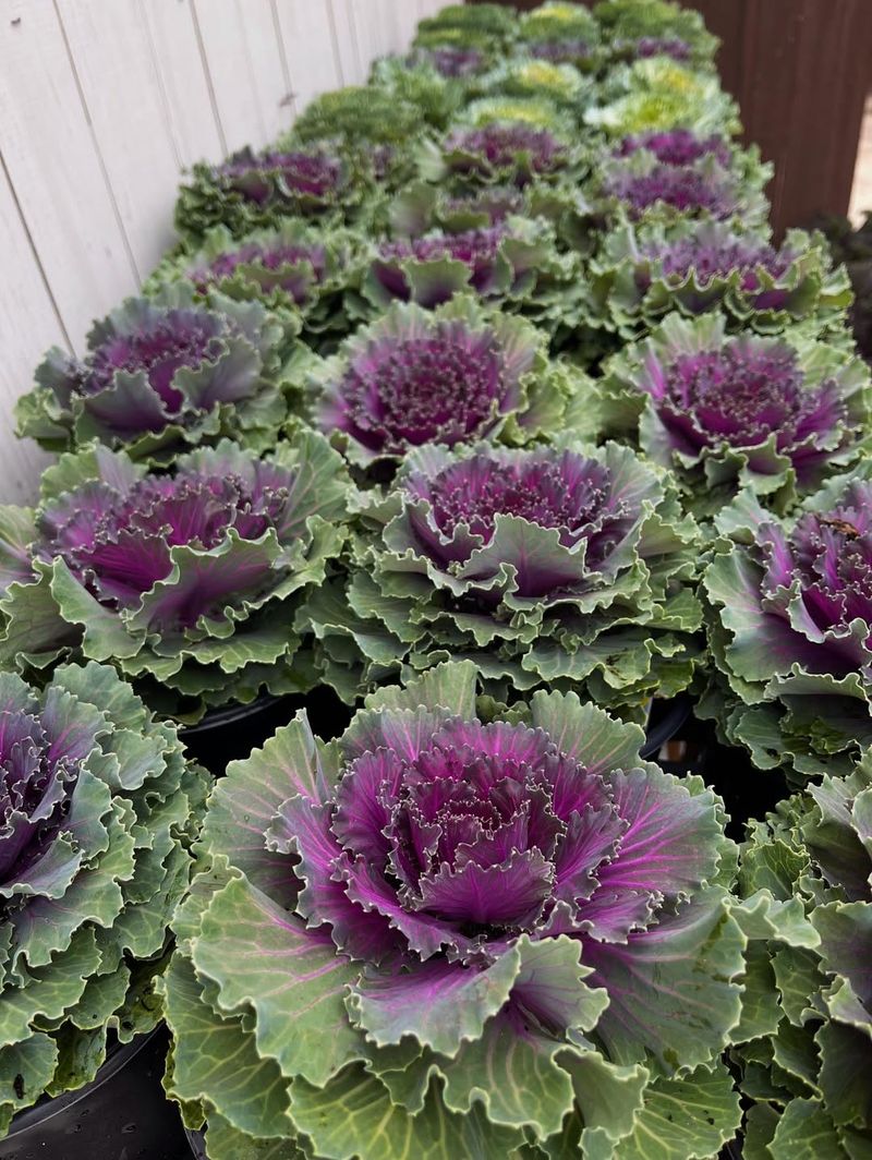 Ornamental Kale