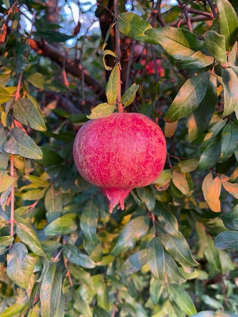 Pomegranate