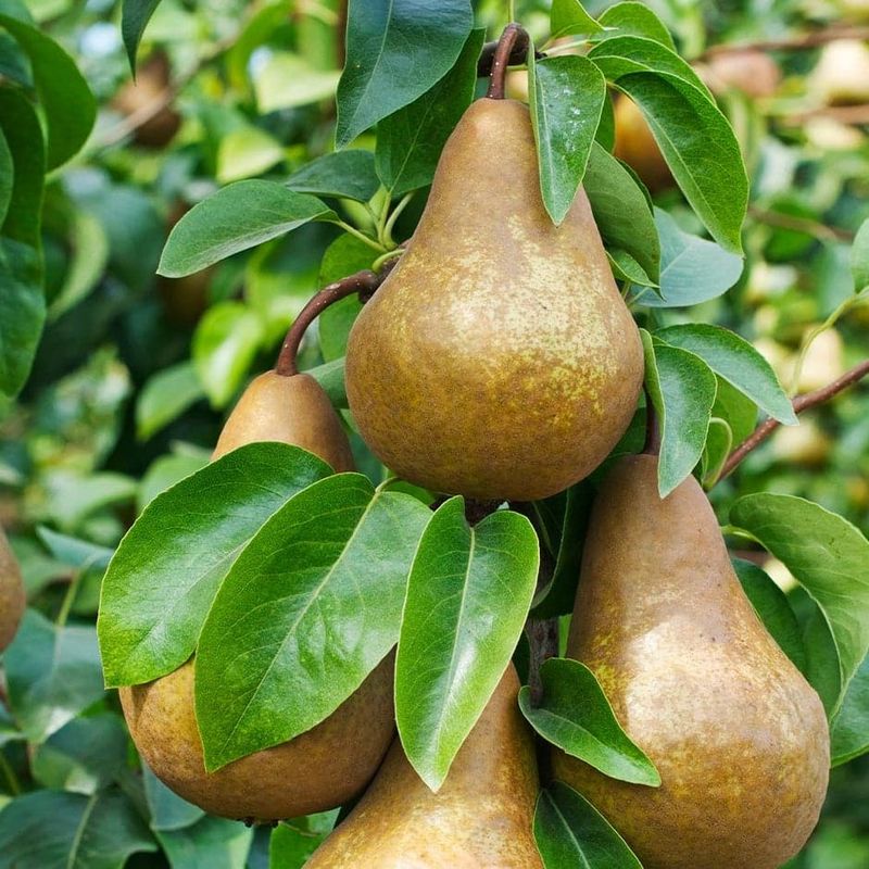 Dwarf Pear (Bartlett Or Bosc)