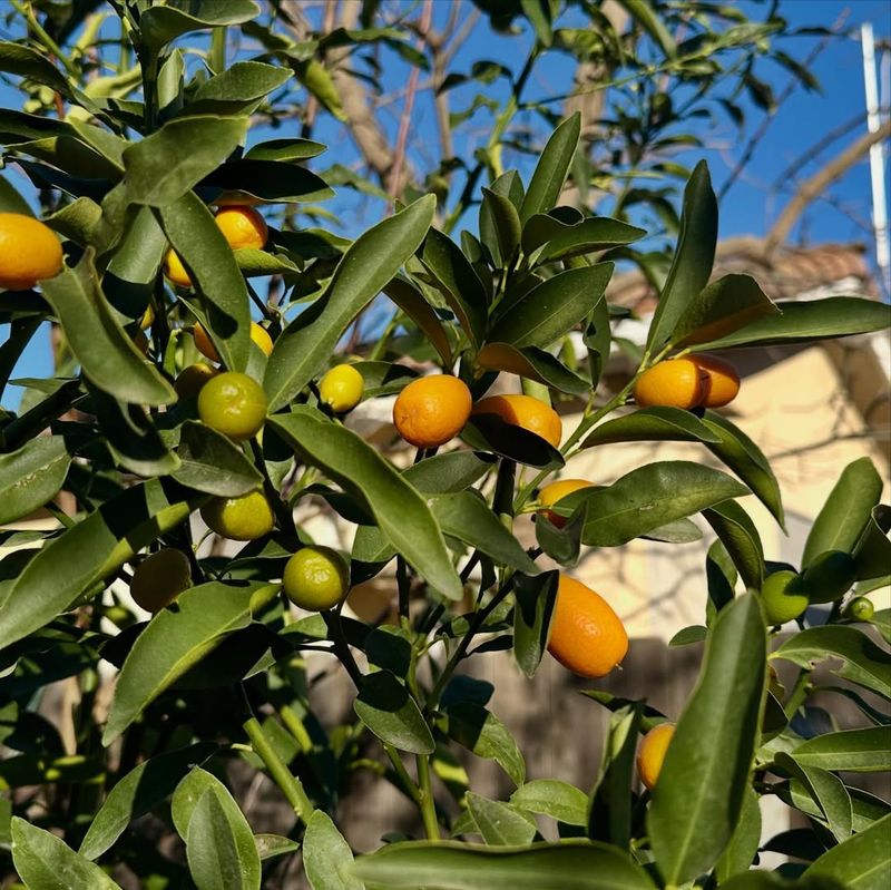 Kumquat (Citrus Japonica)