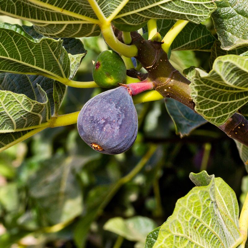Fig Trees