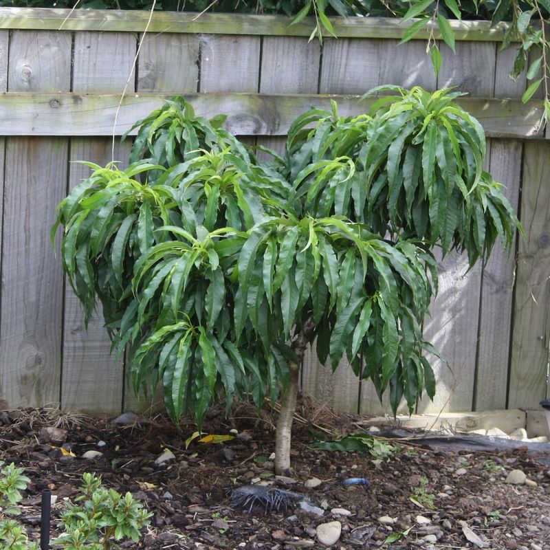 Dwarf Nectarine Trees