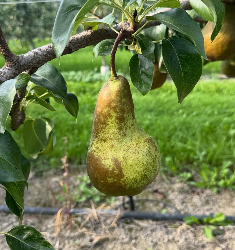 Dwarf Bosc Pear
