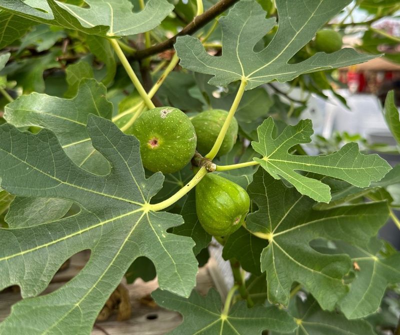 Compact Brown Turkey Fig