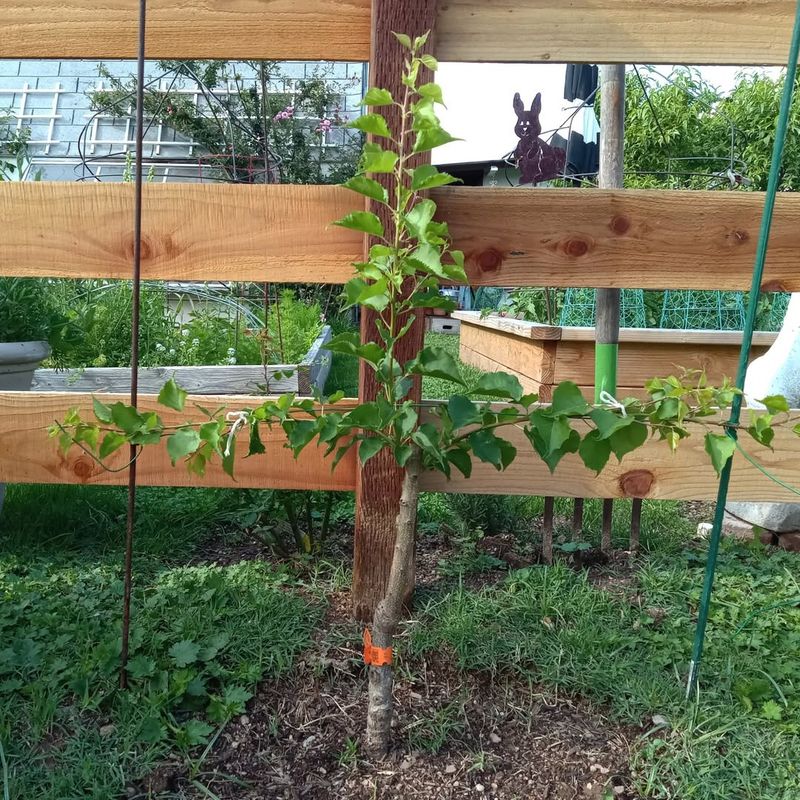 Compact Blenheim Apricot