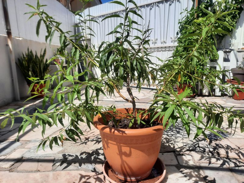 Dwarf Peach Or Nectarine Trees