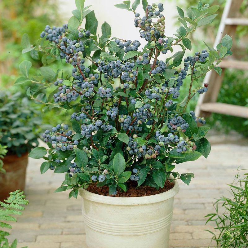 Dwarf Blueberry Plants 